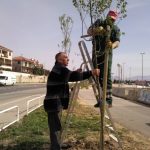 Uređenje drveća